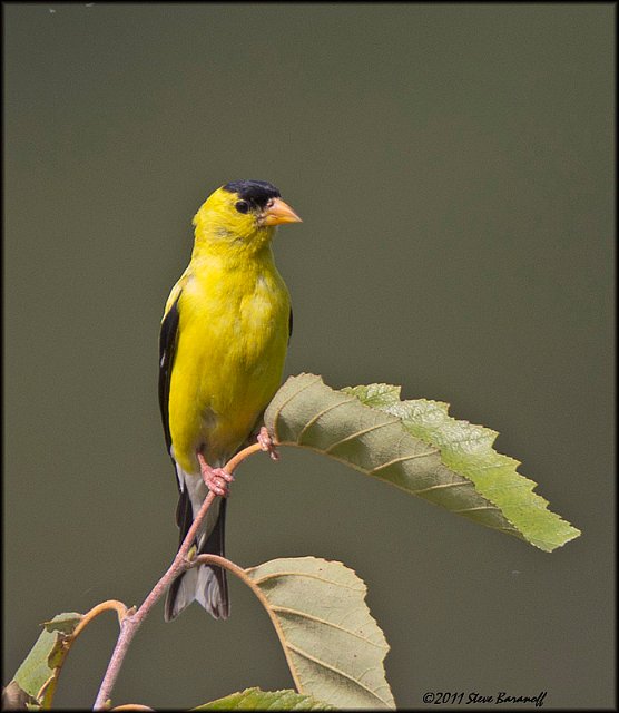 _1SB0079 american goldfinch.jpg